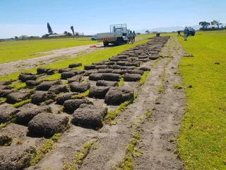 We supply kikuyu grass buffalo grass Lm berea grass and cynodon grass