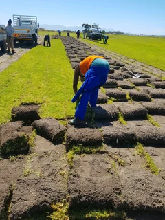 We supply kikuyu grass buffalo grass Lm berea grass and cynodon grass