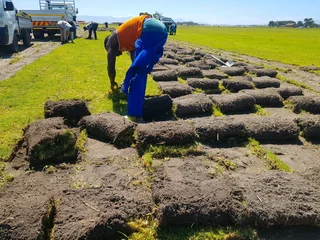 We supply kikuyu grass buffalo grass Lm berea grass and cynodon grass