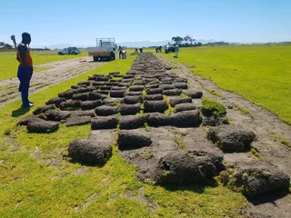 We supply kikuyu grass buffalo grass Lm berea grass and cynodon grass