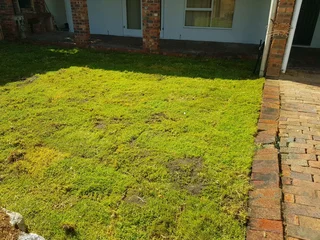 We supply kikuyu grass buffalo grass Lm berea grass and cynodon grass