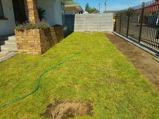 We supply kikuyu grass buffalo grass Lm berea grass and cynodon grass