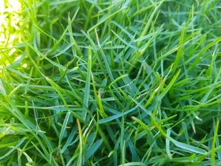 We supply kikuyu grass buffalo grass Lm berea grass and cynodon grass