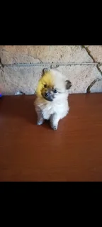 Teacup Toypoms