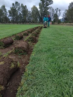 Kikuyu, Lm and Evergreen