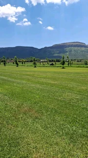 Kikuyu, Lm and Evergreen