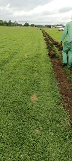 Kikuyu, Lm and Evergreen