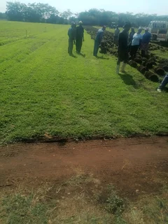 Kikuyu, Lm, Evergreen