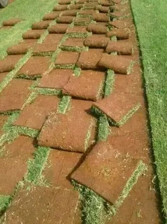 Lm, Evergreen and Kikuyu grass