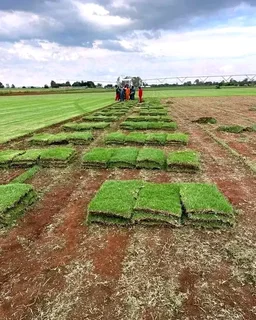 Kikuyu, Lm and Evergreen