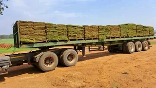 Kikuyu, Lm and Evergreen