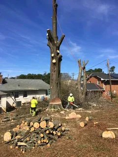 Plot Clearing And Tree Felling