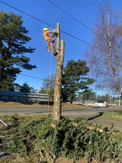 Tree Felling And Garden Services