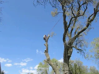 Tree Felling And Garden Services