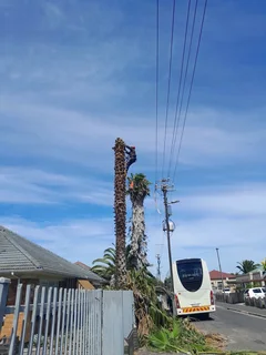 Plot Clearing And Tree Felling