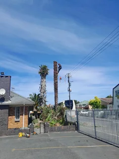 Plot Clearing And Tree Felling