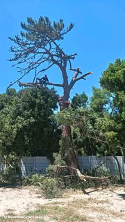 Plot Clearing And Tree Felling