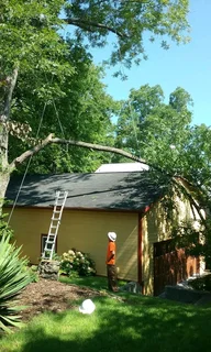 Tree Felling And Garden Services