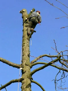 Tree Felling And Garden Services