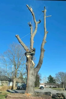 Tree Felling And Garden Services