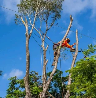 Plot Clearing And Tree Felling