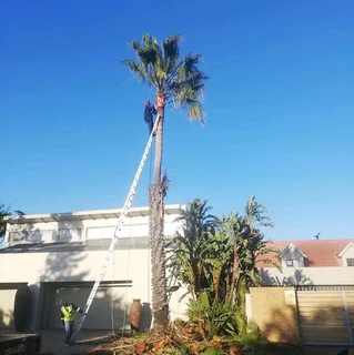 Plot Clearing And Tree Felling