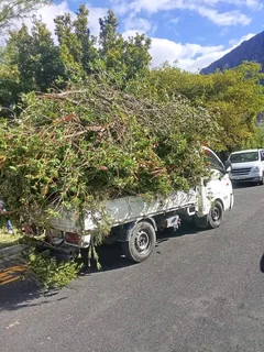 Plot Clearing And Tree Felling