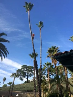 Tree Felling And Garden Services