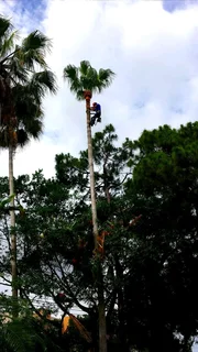 Plot Clearing And Tree Felling