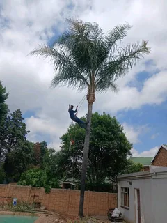 Tree Felling And Garden Services