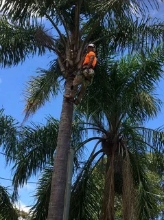Plot Clearing And Tree Felling