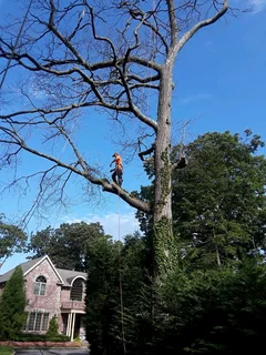 Trimming Trees And Garden Services