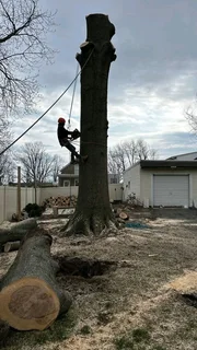 Professional Tree Felling Services