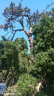 Tree Felling And Garden Services