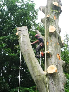 Professional Tree Felling