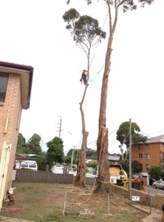 Professional Tree Felling