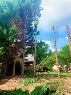 Tree Felling And Garden Services
