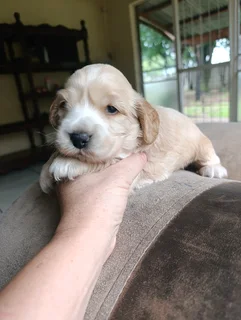 Cocker Spaniel Puppy