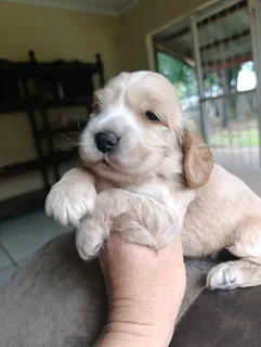Cocker Spaniel Puppy