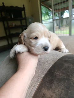 Cocker Spaniel Puppy