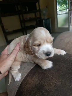 Cocker Spaniel Puppy