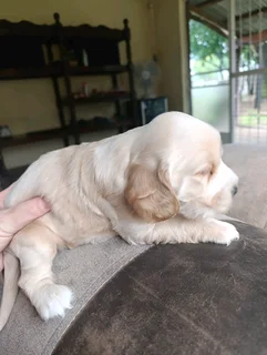 Cocker Spaniel Puppy