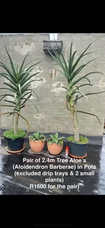 2 x Large Aloe Trees ( R1600 for the pair )