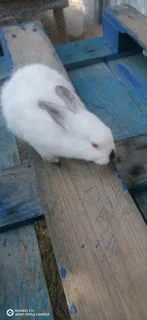 New Zealand White Rabbit and California White Rabbit