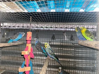 Budgies for sale