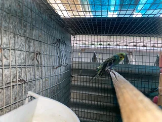 Budgies for sale