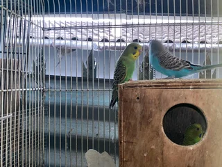 Budgies for sale