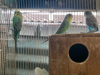 Budgies for sale