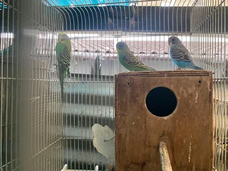 Budgies for sale
