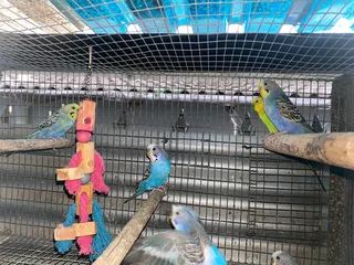 Budgies R180 per pair